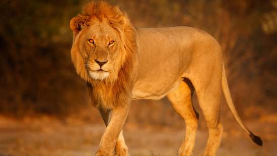 Frases inspiradoras de El rey león