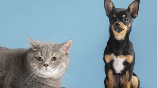 Cuento el perro y el gato