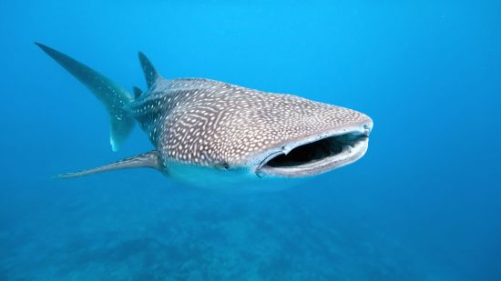 Tiburón ballena