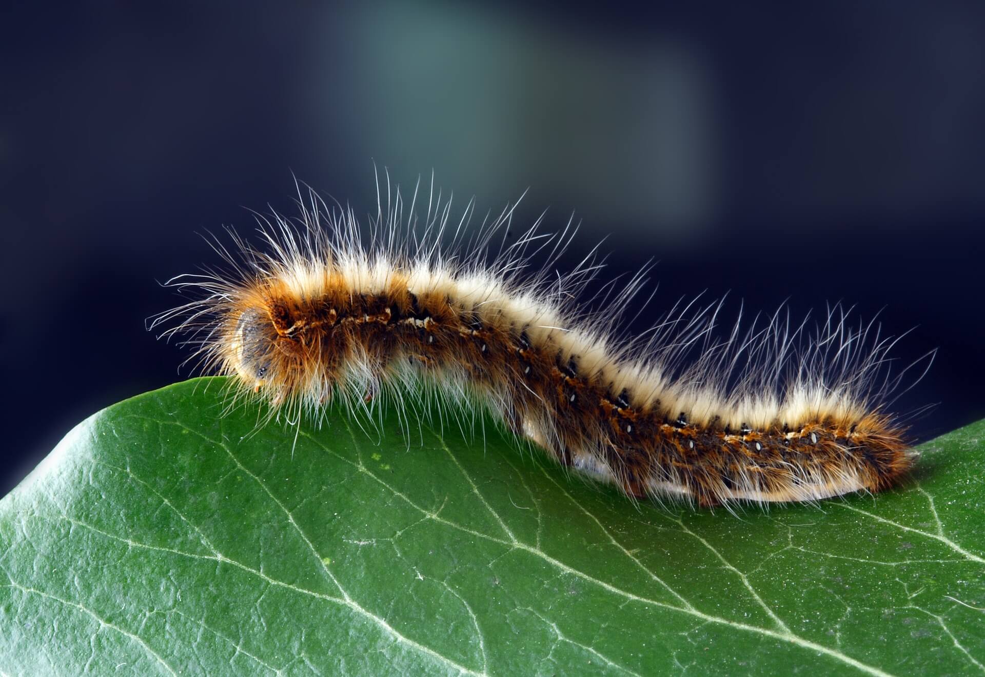 Oruga