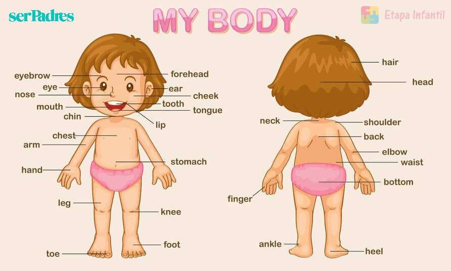 Las partes del cuerpo en inglés para niños: guía divertida y educativa