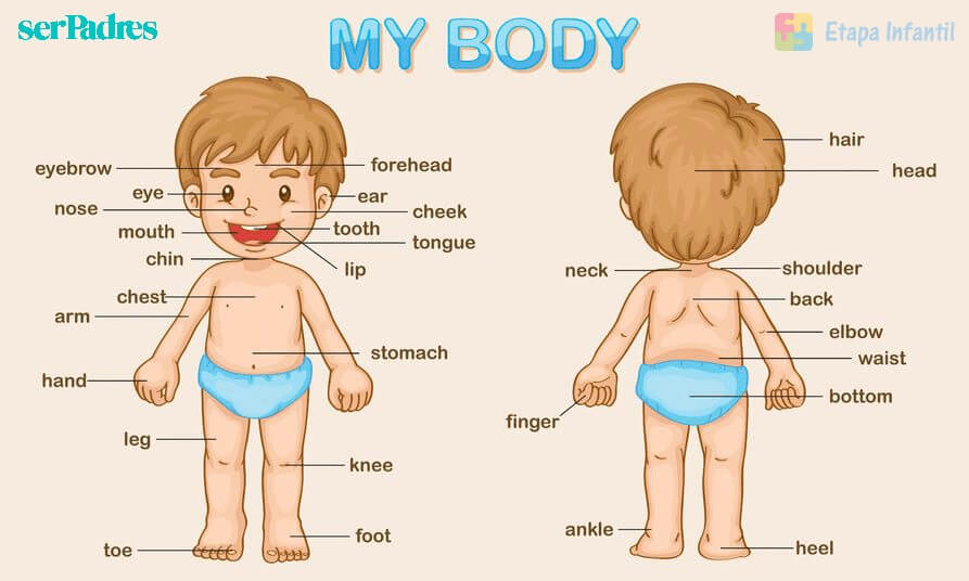 Las partes del cuerpo en inglés para niños: guía divertida y educativa