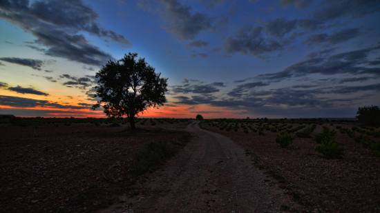 estrellas nocturnas