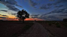 estrellas nocturnas