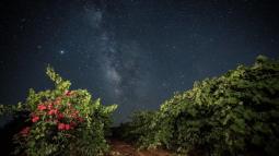 estrellas nocturnas