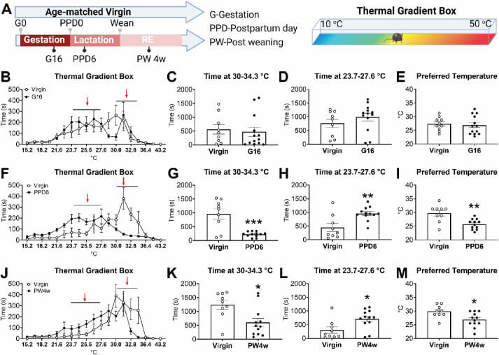 Figura 1 del estudio. Modulación de la temperatura termoneutral durante y después de la reproducción (fuente: Cell Reports)