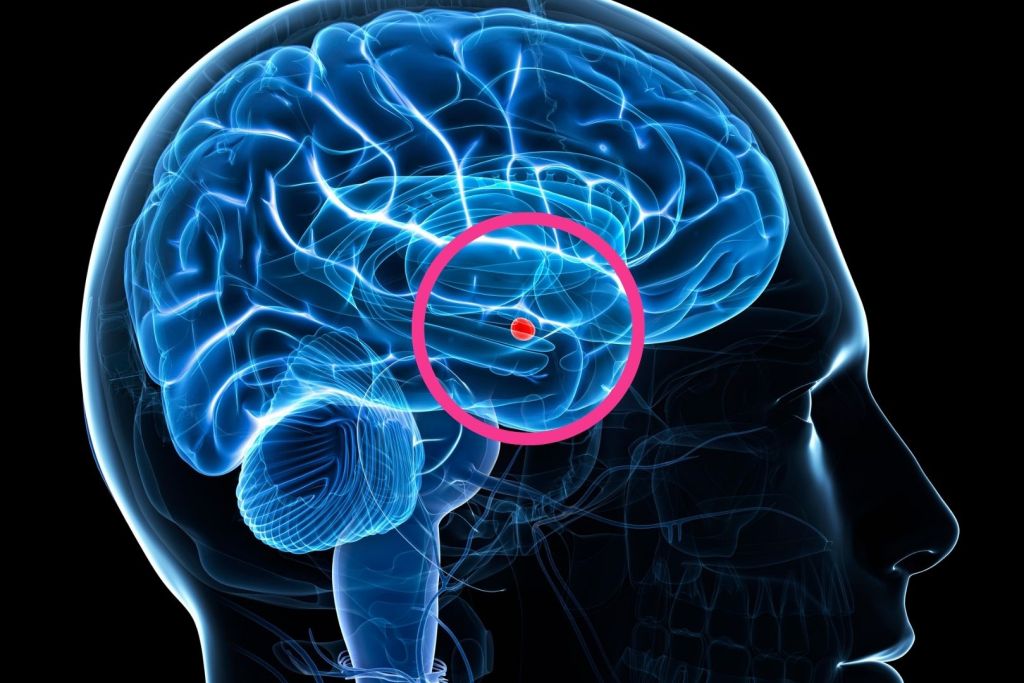 Este estudio aporta una de las primeras pruebas de que la enfermedad está vinculada a cambios en el cerebro incluso antes del nacimiento