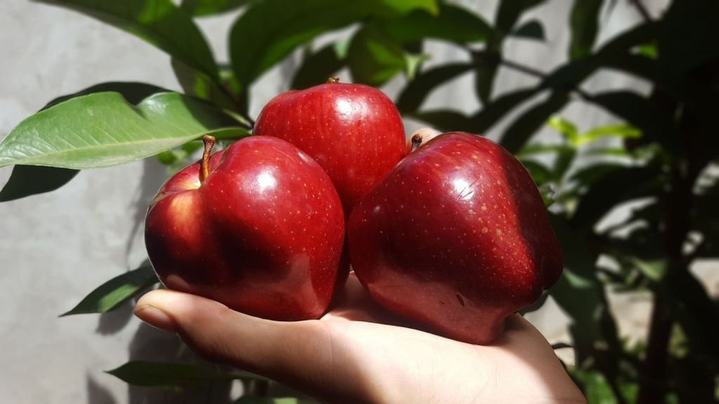 Una mano sujeta tres manzana rojas