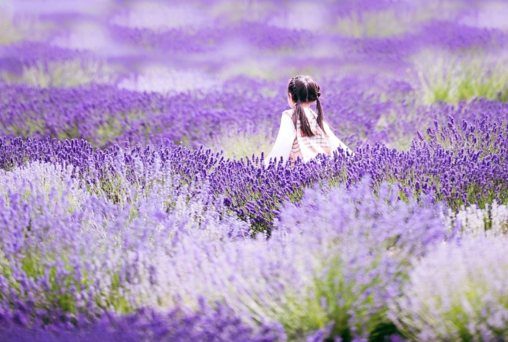 Niña en un campo de lavanda