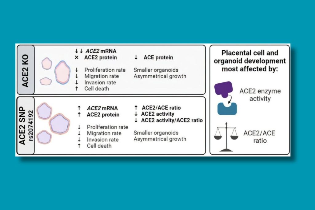 La edición genética saca a la luz el papel clave de una enzima en la salud de la placenta durante el embarazo
