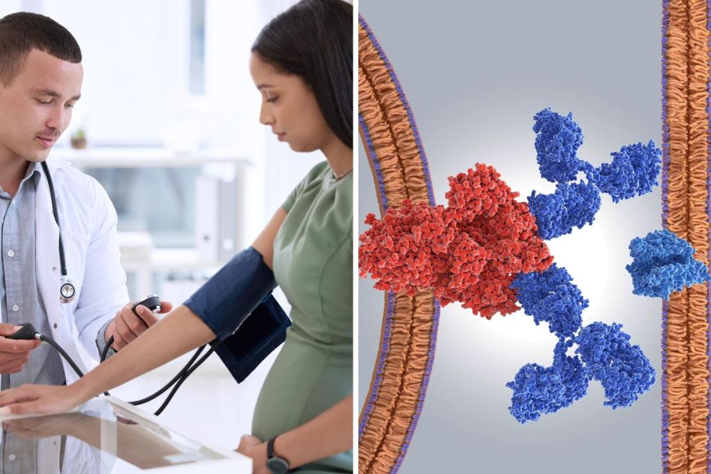 Modificar el gen ACE2 puede alterar el desarrollo de la placenta, según revela un nuevo estudio con miniplacentas cultivadas en laboratorio