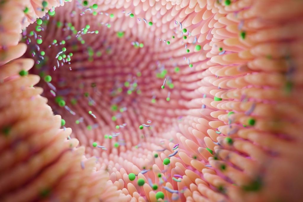 La diversidad del microbioma intestinal en los primeros meses de vida podría influir en la presión arterial infantil, según un estudio publicado en el Journal of the American Heart Association
