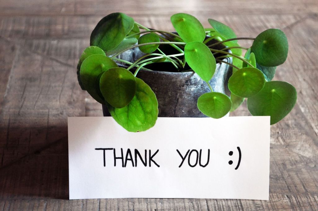Planta con mensaje "Thank you"