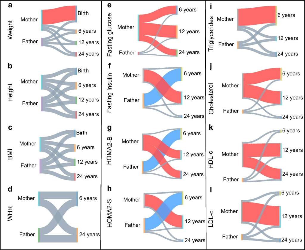 Figura 3 De: Diagramas de Sankey individuales que representan los efectos de origen parental (expresados como valores Z ) por separado para cada fenotipo en cada punto temporal disponible: ( a - d ) rasgos antropométricos; ( e - h ) rasgos glucémicos; ( i - l ) lípidos. Un sesgo materno significativo se indica en rojo y un sesgo paterno significativo, en azul. Los efectos de origen parental insignificantes se representan en gris. c-HDL, colesterol HDL; c-LDL, colesterol LDL