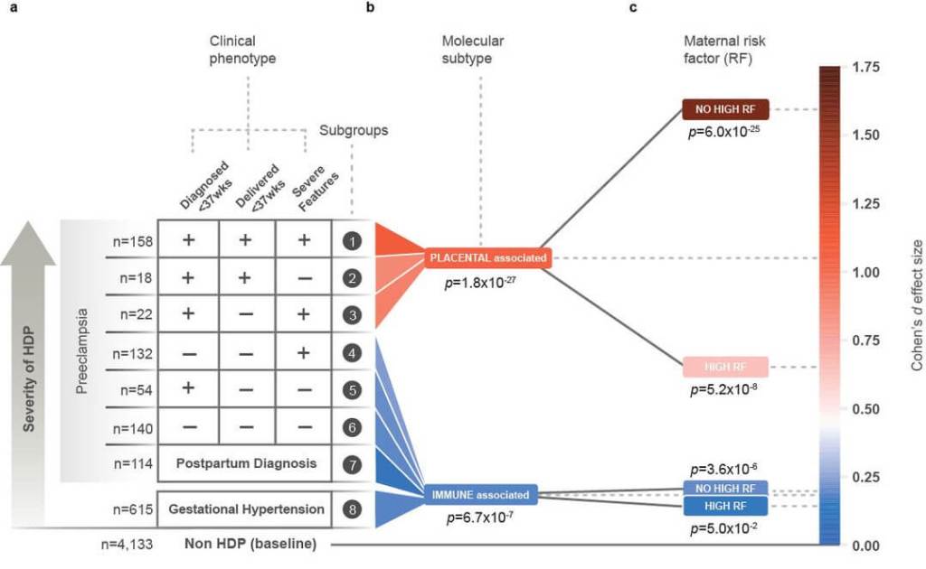 Un estudio revela que la preeclampsia se asocia con al menos dos subtipos moleculares distintos.