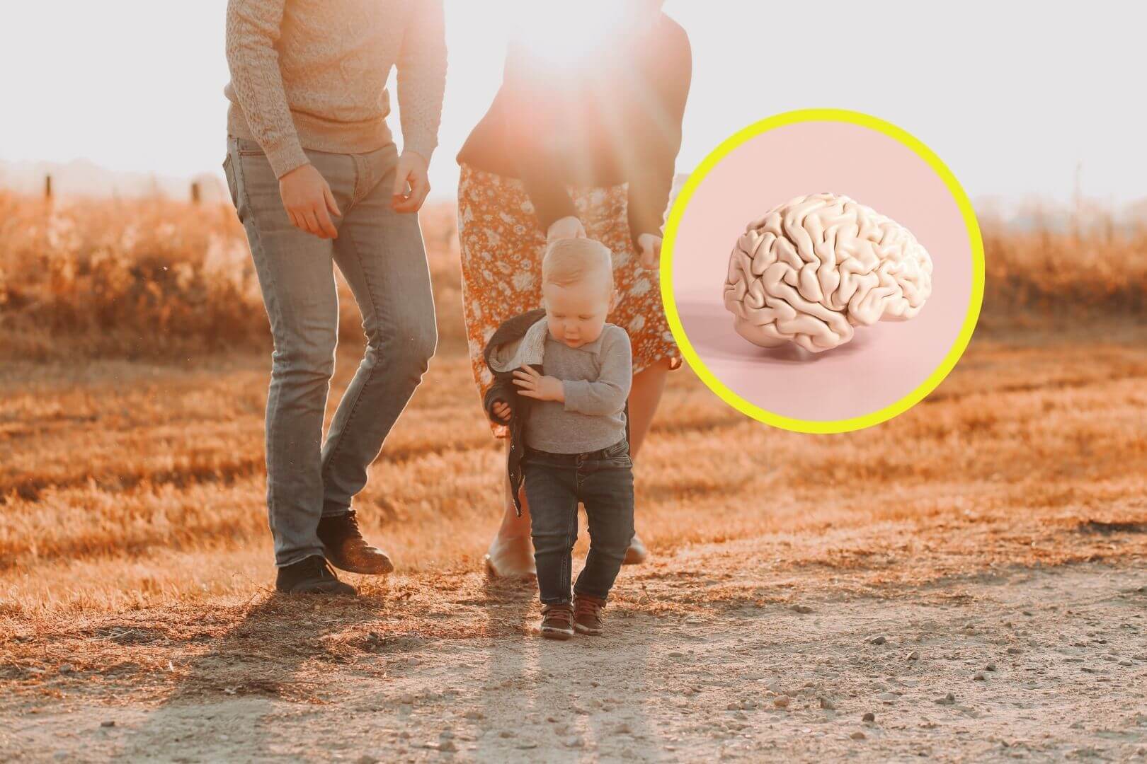 Un descubrimiento revela que criar hijos podría fortalecer las conexiones neuronales y revertir el envejecimiento cerebral