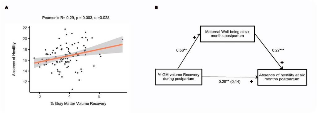 Fig. 4: Correlación longitudinal entre el volumen de materia gris cortical, el apego materno y el bienestar materno en madres gestacionales ( N  = 98).