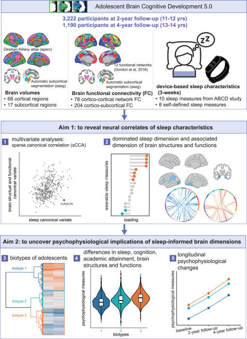 Figura 1. Descripción general del diseño y análisis del estudio Utilizamos características objetivas del sueño basadas en dispositivos y mediciones de neuroimagen, que abarcan tanto la estructura como la función cerebral, para explorar los correlatos neuronales del sueño y sus implicaciones psicofisiológicas en adolescentes. Todos los datos utilizados en este estudio provienen del estudio sobre el Desarrollo Cognitivo del Cerebro Adolescente (ABCD). Los hallazgos de la muestra de descubrimiento se basaron en los datos de seguimiento de 2 años a los 11-12 años ( n = 3222), y se realizaron dos réplicas con los datos de seguimiento de 4 años ( n = 1190; 13-14 años).