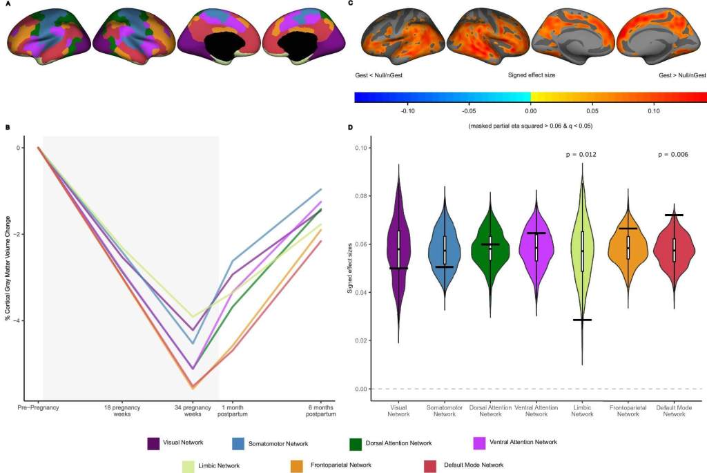 Fig. 2: Trayectorias del volumen de materia gris cortical en función de la ubicación funcional de los cambios en madres gestacionales ( N  = 179).