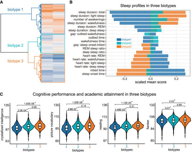 Figura 4 Tres biotipos con diferentes perfiles de sueño y rendimiento cognitivo
