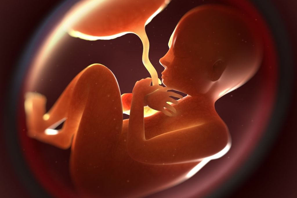 La placenta, un órgano vital y temporal durante el embarazo, podría contener información crucial sobre el desarrollo del cerebro fetal