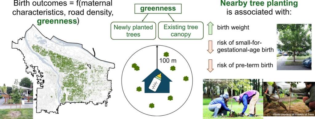 Resumen gráfico del estudio The association between tree planting and birth outcomes