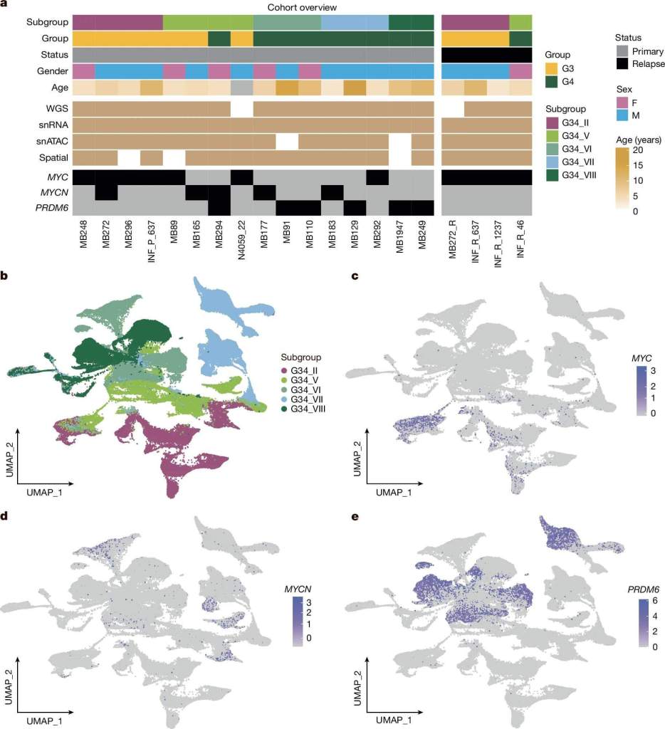 Fig. 1: Perfil transcripcional de núcleo único de 16 muestras de tumores primarios de meduloblastoma del grupo 3/4 asociado a oncogenes.