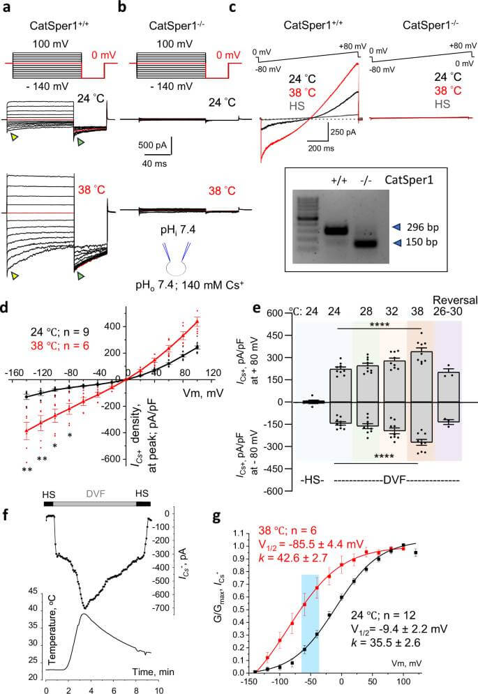 Fig. 1: El CatSper epididimario murino se activa con el calor.