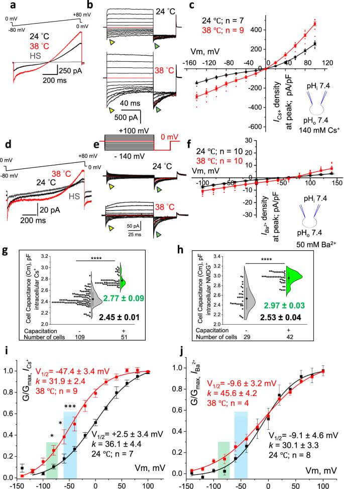 Fig. 5: La capacitación de los espermatozoides reduce la respuesta de CatSper al calor.