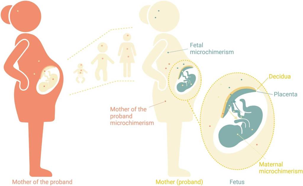 Fig. 1: Ilustración de la transferencia celular intergeneracional. Se produce un intercambio celular entre la madre del probando (naranja) y el probando (amarillo) en el útero. El microquimerismo de la madre del probando permanece en el probando hasta la edad adulta. Durante el embarazo, el probando adquiere microquimerismo fetal (verde). Mientras tanto, el feto adquiere microquimerismo materno (amarillo). Creado con BioRender.com
