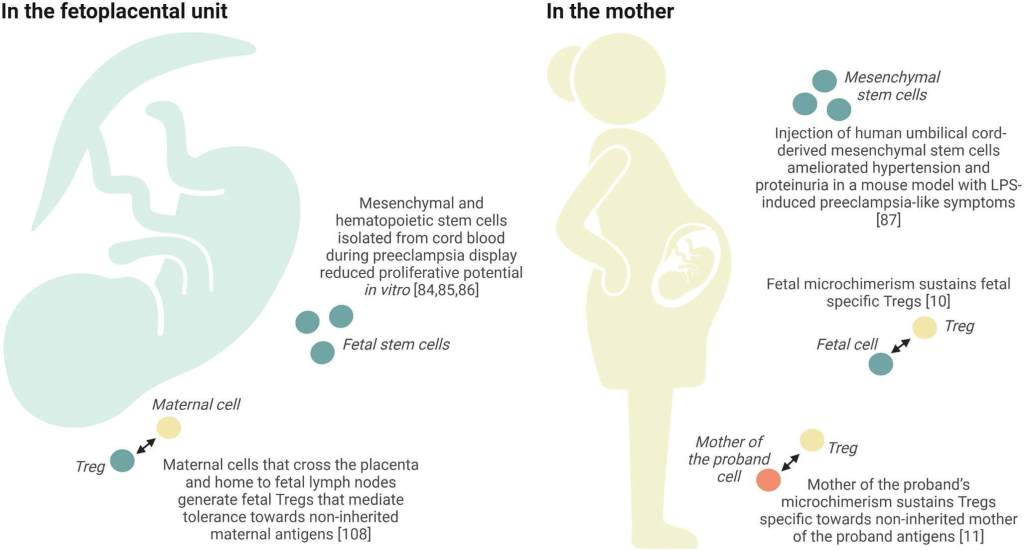 Fig. 3: Posibles funciones del microquimerismo en la reparación y la tolerancia. Resumen gráfico de los hallazgos relacionados con la función celular fetal y el posible papel del microquimerismo (madre del probando, materno o fetal) en el desarrollo y mantenimiento de la tolerancia, según se presente en la unidad fetoplacentaria o en la madre. Creado con BioRender.com.