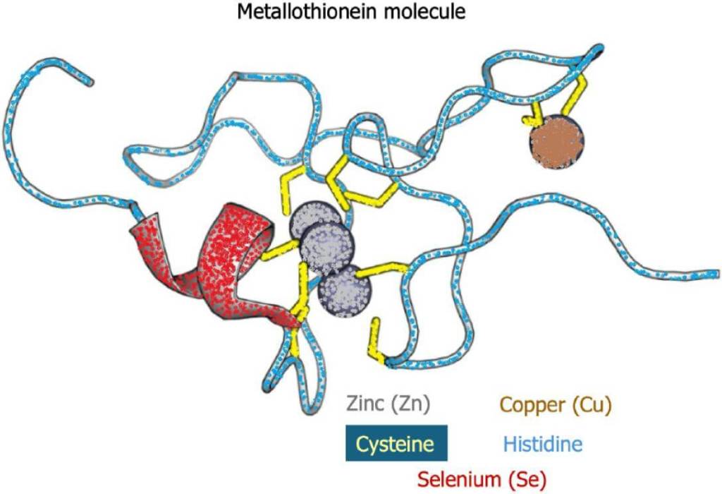 Figura 1:  Molécula de la proteína metalotioneína. La figura muestra tres átomos de zinc y un átomo de cobre unidos a residuos de cisteína amarillos, que a su vez se conectan a moléculas de histidina azules. El selenio, representado en rojo, desempeña un papel clave en la reducción del estrés oxidativo causado por los metales pesados ​​que se unen a las proteínas metalotioneínas y son transportados a través del proceso de excreción. MT: Metalotioneína; Zn: Zinc; Cu: Cobre; Se: Selenio