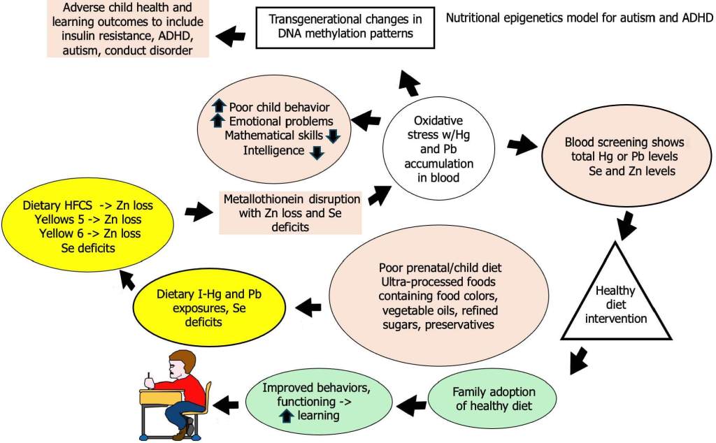 Figura 2 Modelo de epigenética nutricional para autismo y trastornos de déficit de atención e hiperactividad. La figura muestra una versión simplificada del modelo de epigenética nutricional. Una dieta prenatal deficiente con una ingesta excesiva de alimentos ultraprocesados ​​da como resultado el consumo de colorantes alimentarios, aceites vegetales, azúcares refinados y conservantes. Estos ingredientes alimentarios contribuyen a la exposición al mercurio (Hg) y al plomo (Pb) y a los déficits en la nutrición, como las pérdidas de selenio y zinc. La pérdida de zinc y los déficits de selenio interrumpen la producción de proteína metalotioneína, lo que conduce a la bioacumulación de Hg y Pb en la sangre. Estos metales pesados ​​crean estrés oxidativo y síntomas asociados con trastornos de conducta y aprendizaje infantiles. El estrés oxidativo afecta los patrones de metilación del ADN creando resultados adversos para la salud y el aprendizaje de los niños en la siguiente generación. Una dieta saludable, libre de alimentos ultraprocesados, puede reducir los niveles de Hg y Pb y los síntomas asociados con los trastornos de conducta y aprendizaje ( p. ej ., autismo, trastornos de déficit de atención e hiperactividad). MT: Metalotioneína; TDAH: Trastornos de déficit de atención e hiperactividad; JMAF: Jarabe de maíz con alto contenido de fructosa; Zn: Zinc; Se: Selenio; Hg: Mercurio; Pb: Plomo.