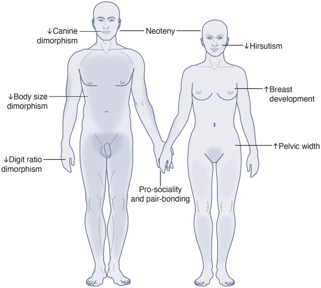 Figura 1. Las diferencias sexuales en los humanos adultos anatómicamente modernos se caracterizan por un dimorfismo de tipo masculino reducido y un dimorfismo de tipo femenino aumentado, en comparación con otros homínidos.