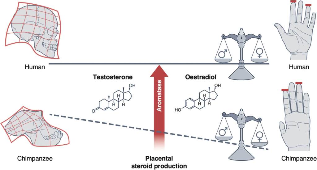 FIGURA 3. Una alta tasa de aromatización en la placenta puede haber llevado a una reducción en las diferencias sexuales de tipo masculino en los humanos (por ejemplo, en las proporciones de los dígitos), en comparación con otros homínidos, manteniendo al mismo tiempo niveles más altos de esteroidogénesis. 