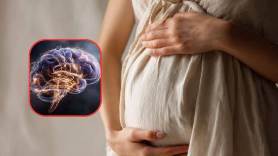 Durante el embarazo, la placenta no solo nutre: también produce hormonas que influyen directamente en el desarrollo cerebral del bebé, según revela un nuevo estudio evolutivo.