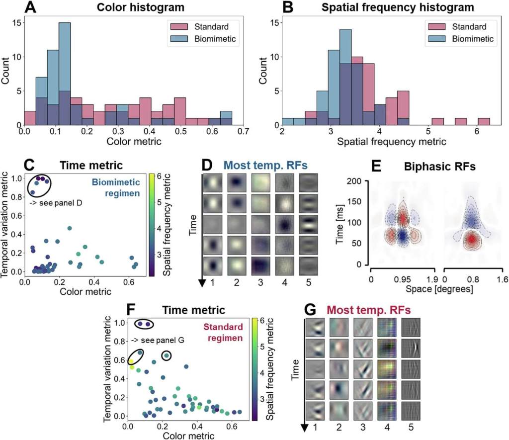 Fig. 4: Resultados de simulaciones con CNN 3D. Histogramas de métricas de color ( A ) y frecuencia espacial ( B ) para campos receptivos del modelo biomimético y estándar cuando el entrenamiento se realiza con entradas de video a una CNN 3D. C Relación entre propiedades de RF temporales (usando la métrica de variación temporal; vea Métodos) y características de RF espaciales (usando métricas de color y frecuencia espacial similares a las utilizadas anteriormente) del modelo biomimético. La elipse marca los cinco campos receptivos que exhiben la mayor variación temporal. Estas RF también muestran un ajuste de color y frecuencia espacial consistentemente bajo. D Visualización de los cinco campos receptivos más variados temporalmente del modelo biomimético. E Representación del campo receptivo bifásico, adaptado del estudio neurofisiológico de De Valois et al. 12 . F Relación entre la métrica de variación temporal y las características de RF espaciales (métricas de color y frecuencia espacial) del modelo estándar. Las elipses marcan los cinco campos receptivos que exhiben la mayor variación temporal. G Visualización de los cinco campos receptivos más variados temporalmente del modelo estándar. Todos los gráficos de la Fig. 4 se generaron a partir de la primera de cinco ejecuciones de entrenamiento con diferentes inicializaciones aleatorias. Los resultados de las cinco ejecuciones de entrenamiento se muestran en la Fig. 19 del Suplemento.